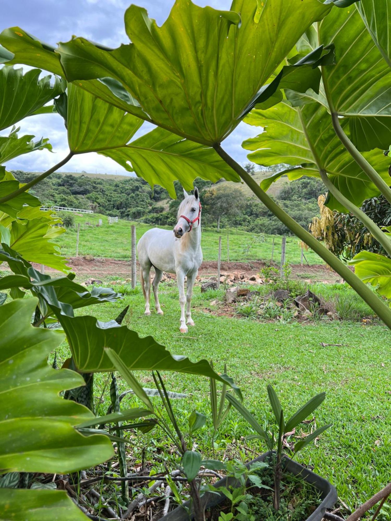 Fazenda Do Engenho Hotel Santa Rita do Rio Abaixo Екстериор снимка