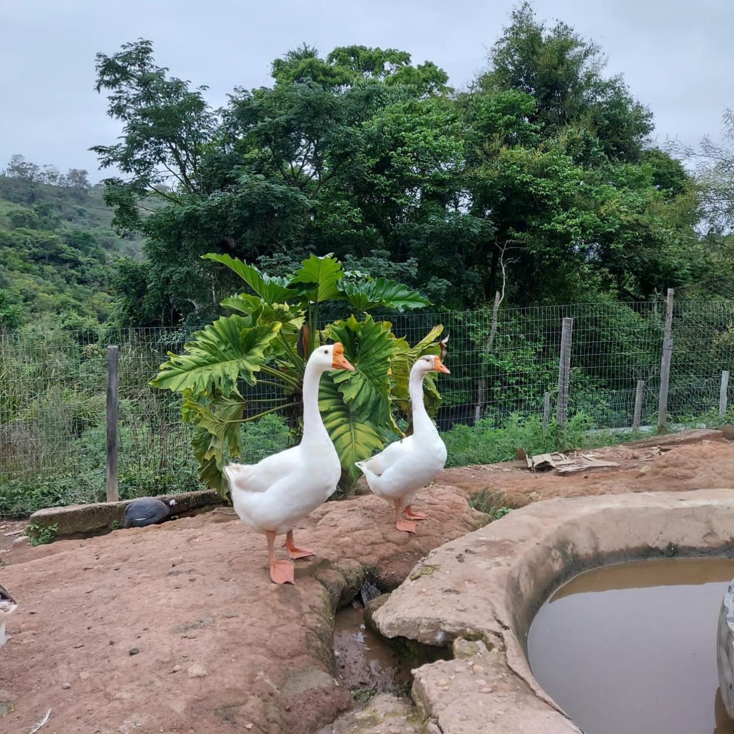 Fazenda Do Engenho Hotel Santa Rita do Rio Abaixo Екстериор снимка
